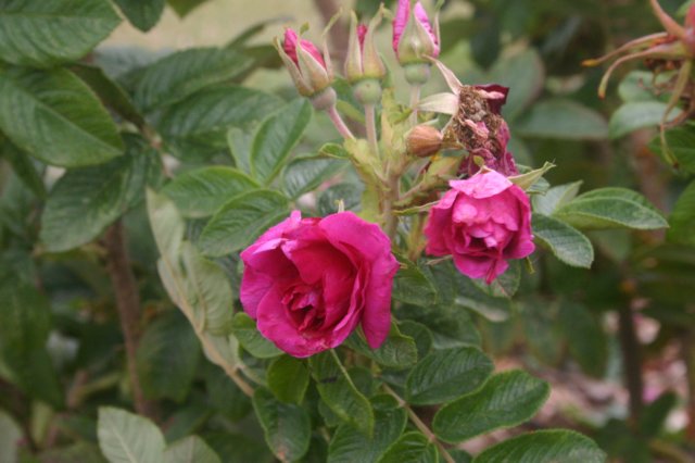 img_5221jpg.jpg